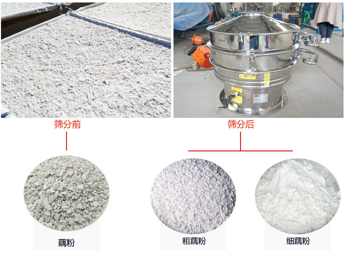 蓮藕淀粉曬干，采用304不銹鋼材質(zhì)藕粉振動(dòng)篩篩分后前后對(duì)比效果圖展示。